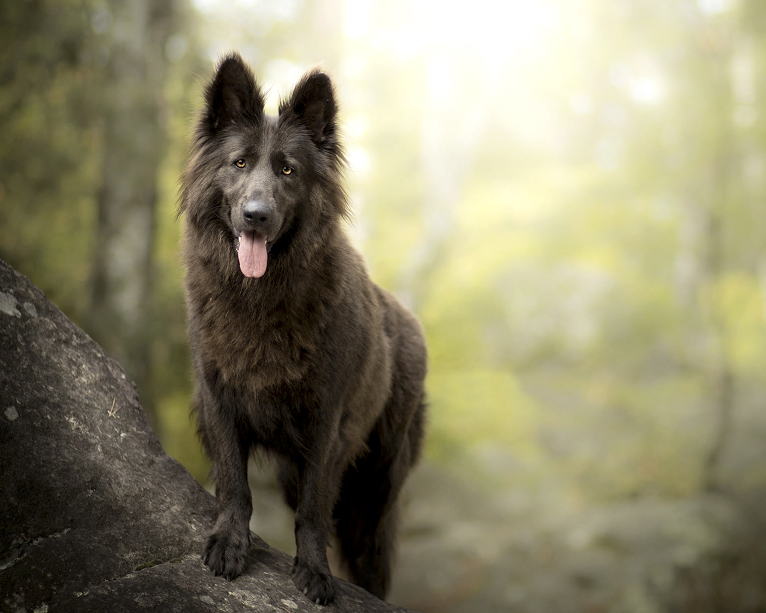 Belgian Shepherd (Groenendael) - K9 School