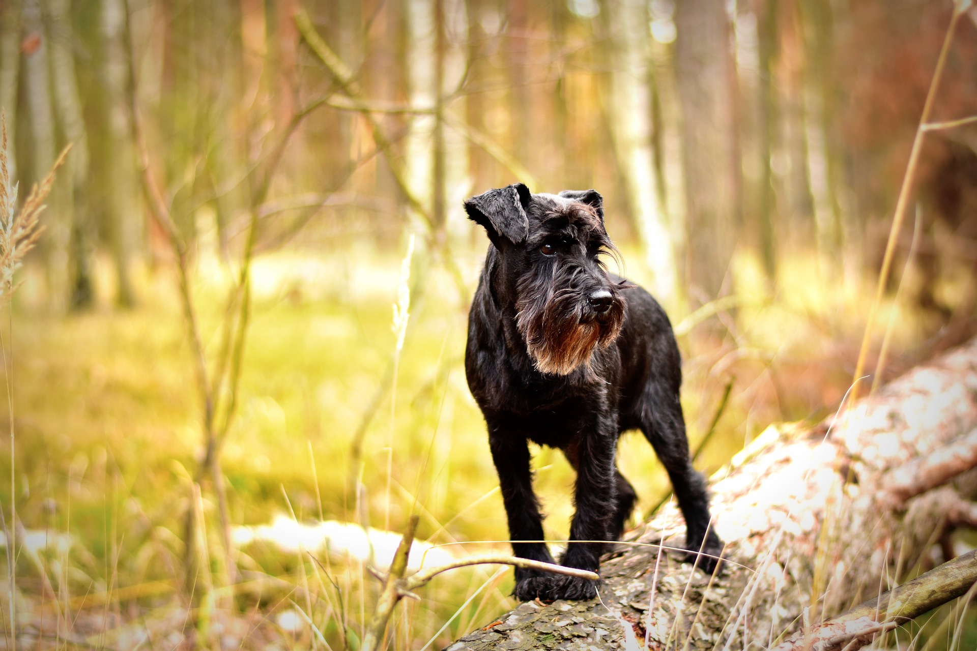 Zwergschnauzer (Miniature Schnauzer) K9 School