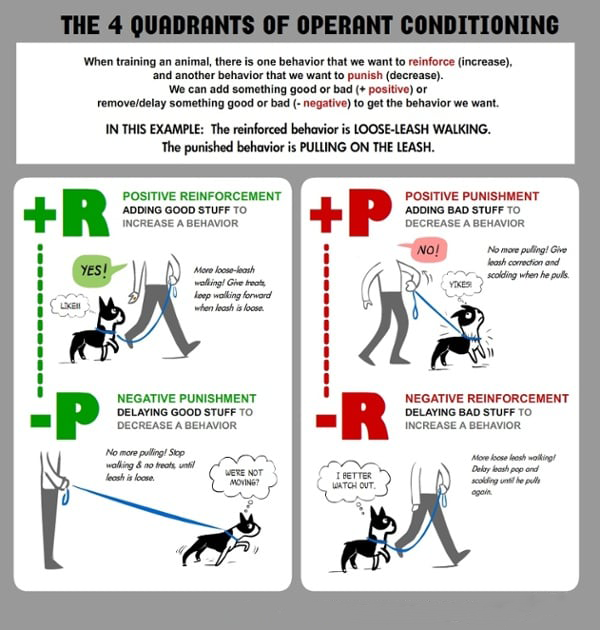 Operant Conditioning 101 The Basics Every Dog Owner Should Know K9