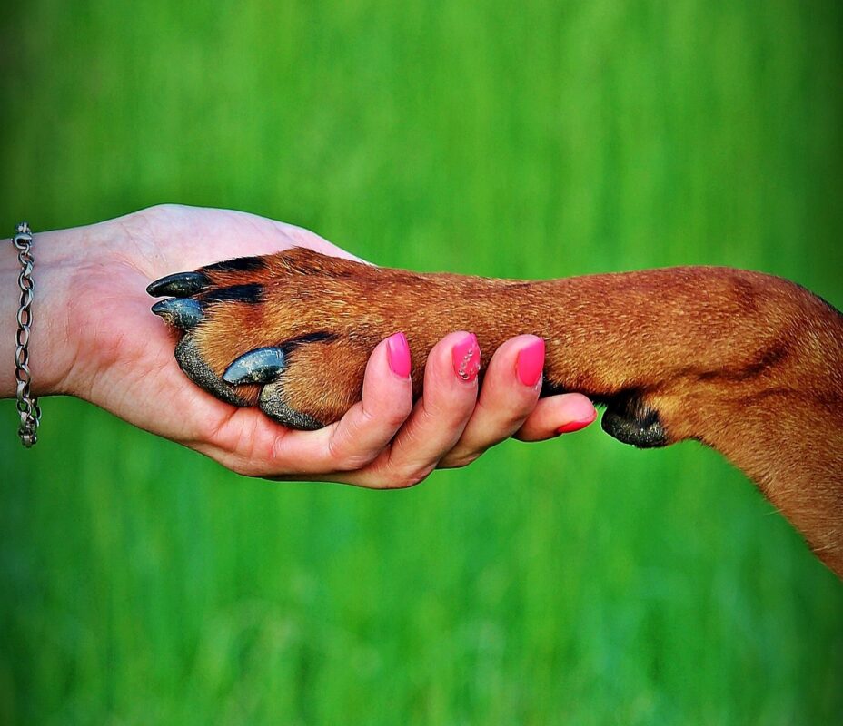 List 30+ Wallpapers how to train a dog to shake hand Latest